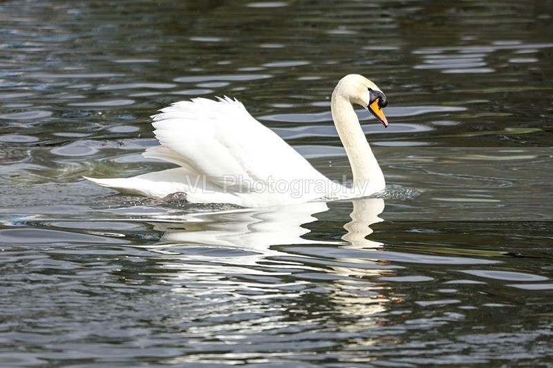 Swan - Animals and Birds