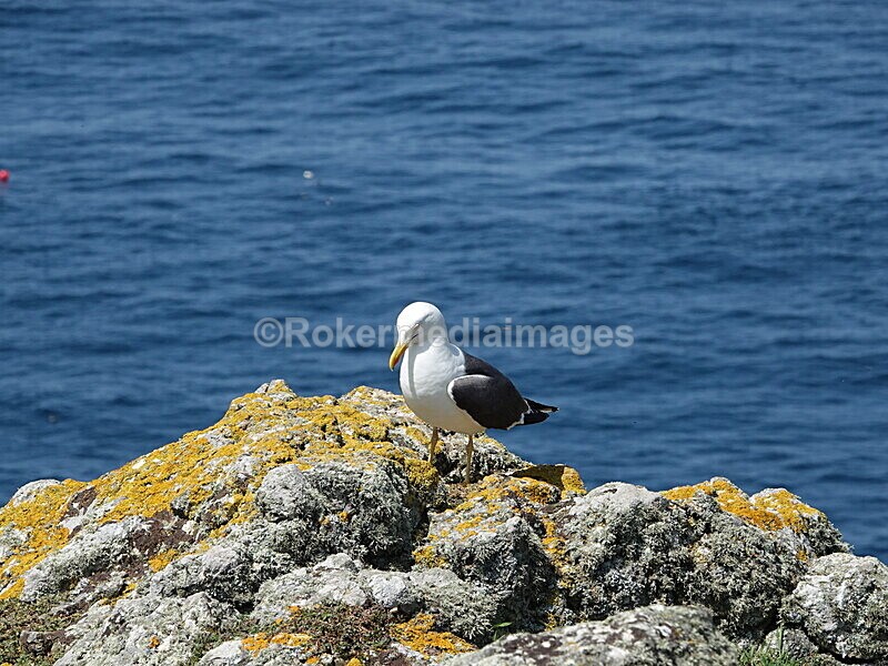 DSC00420 - Skomer 2019
