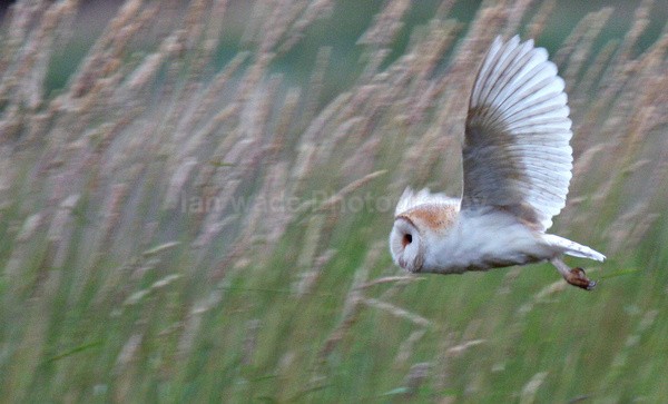 Barn Owl in flight in Chew Valley_03323 - Birds, swans and gulls