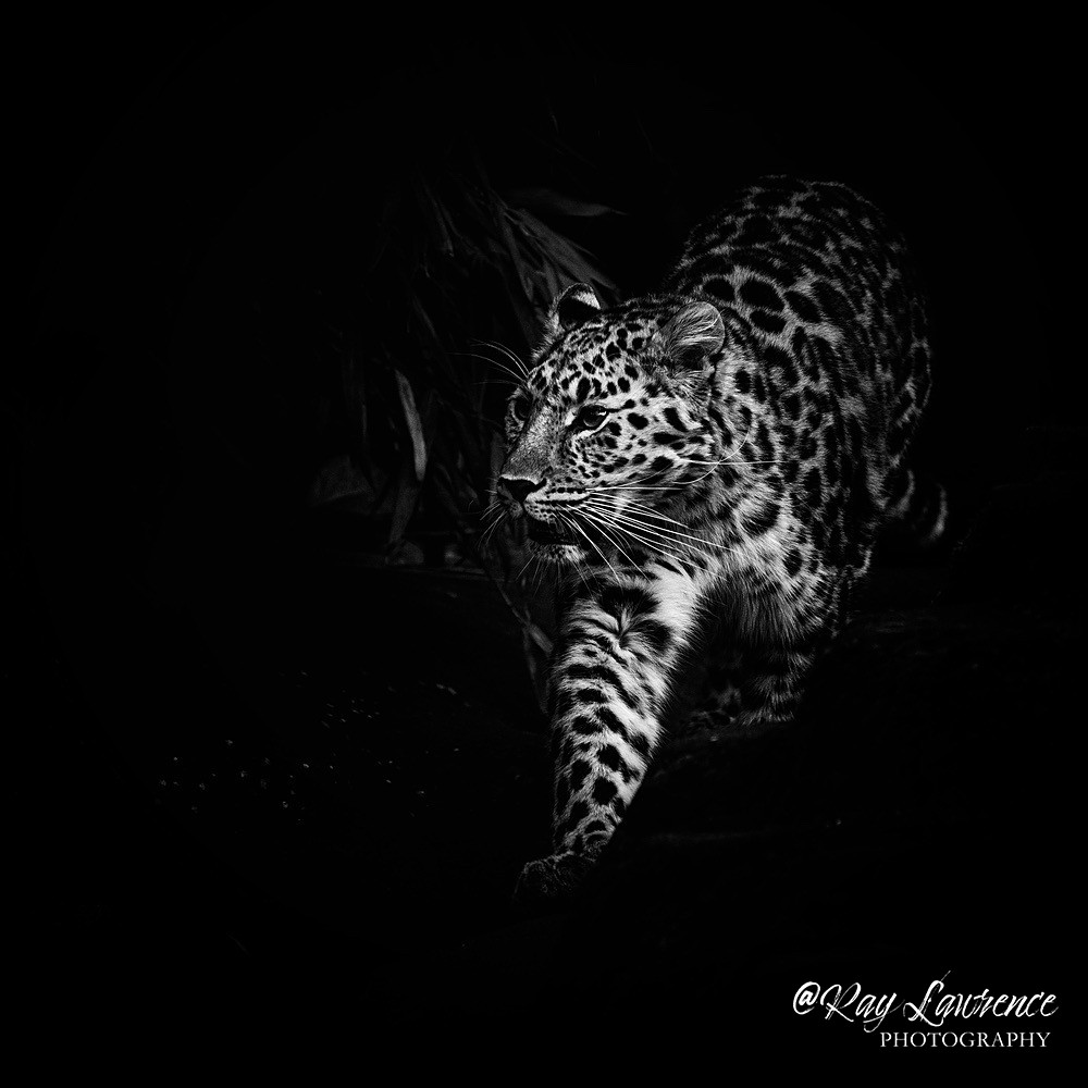 Amur Leopard-RLP_1799 - Wildlife - Other