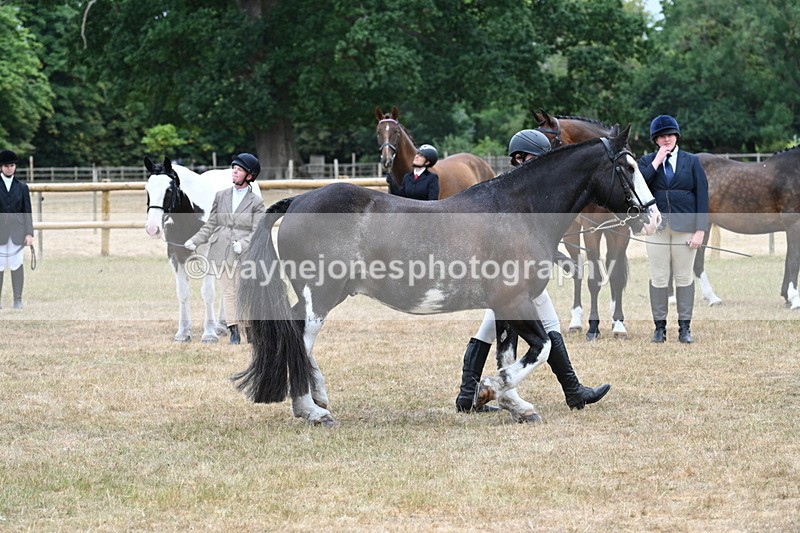 WJ7_9859 - Class 5a Most Handsome Gelding (above 14.2hh)