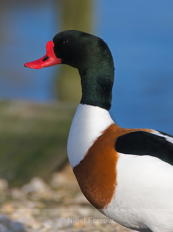 Close-up of a Shelduck (adult male, breeding) at Brownsea Island - Shelduck