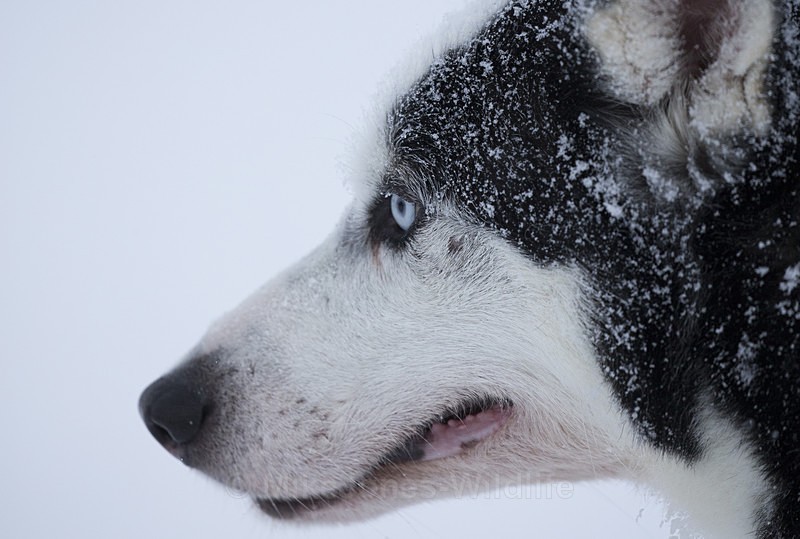 Huskies from the Dogsled team in Northern Finland - FINLAND & SWEDEN LANDSCAPES