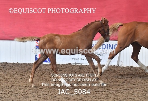 JAC_5084 - 9 Zinzipan