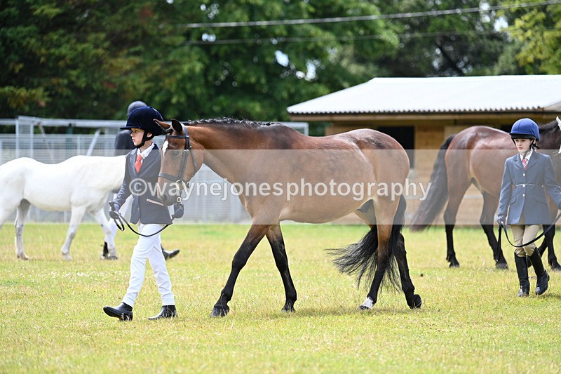 WJ7_6595 - Class 5 Handsome Gelding in hand