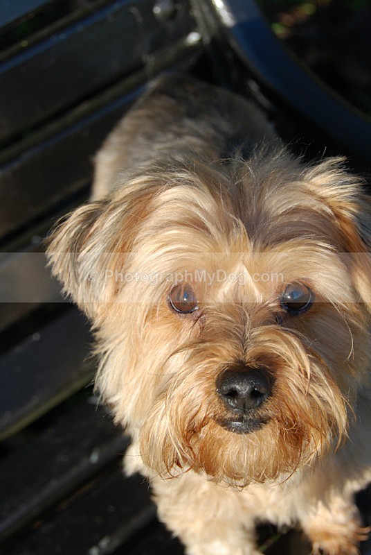  - Yorkshire Terriers