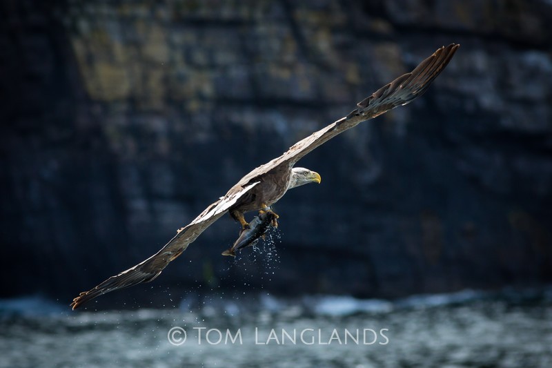 White-tailed Eagle - Birds of Prey