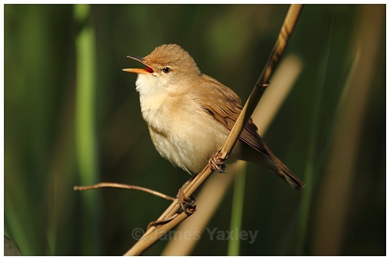 Reed Warbler Singing - The British Wildlife Photography Awards 2009 to 2014