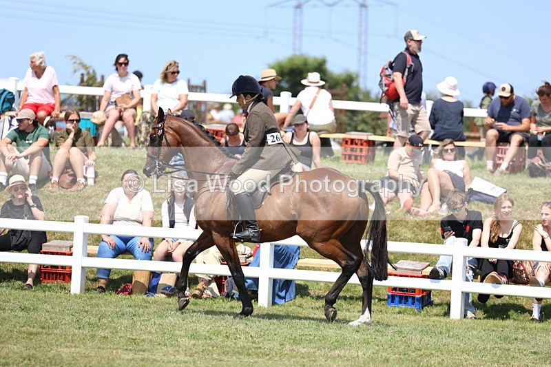 3E7A9409 - Class 12: Open Racehorse to Show Horse
