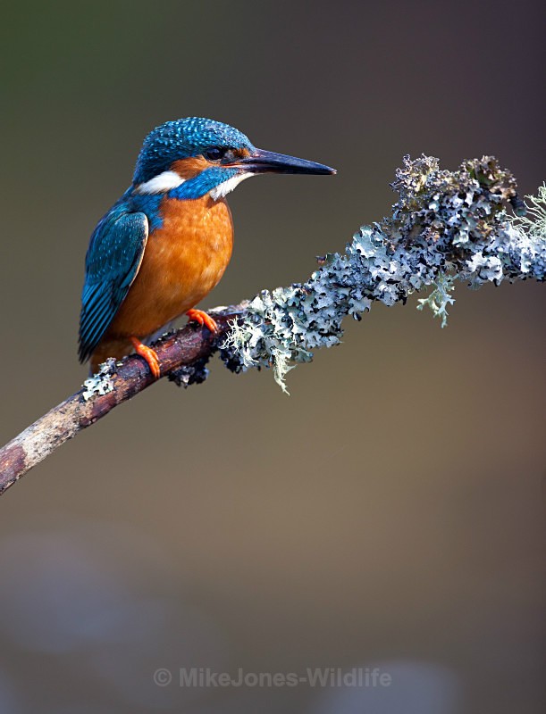 KINGFISHER no 5 - KINGFISHERS