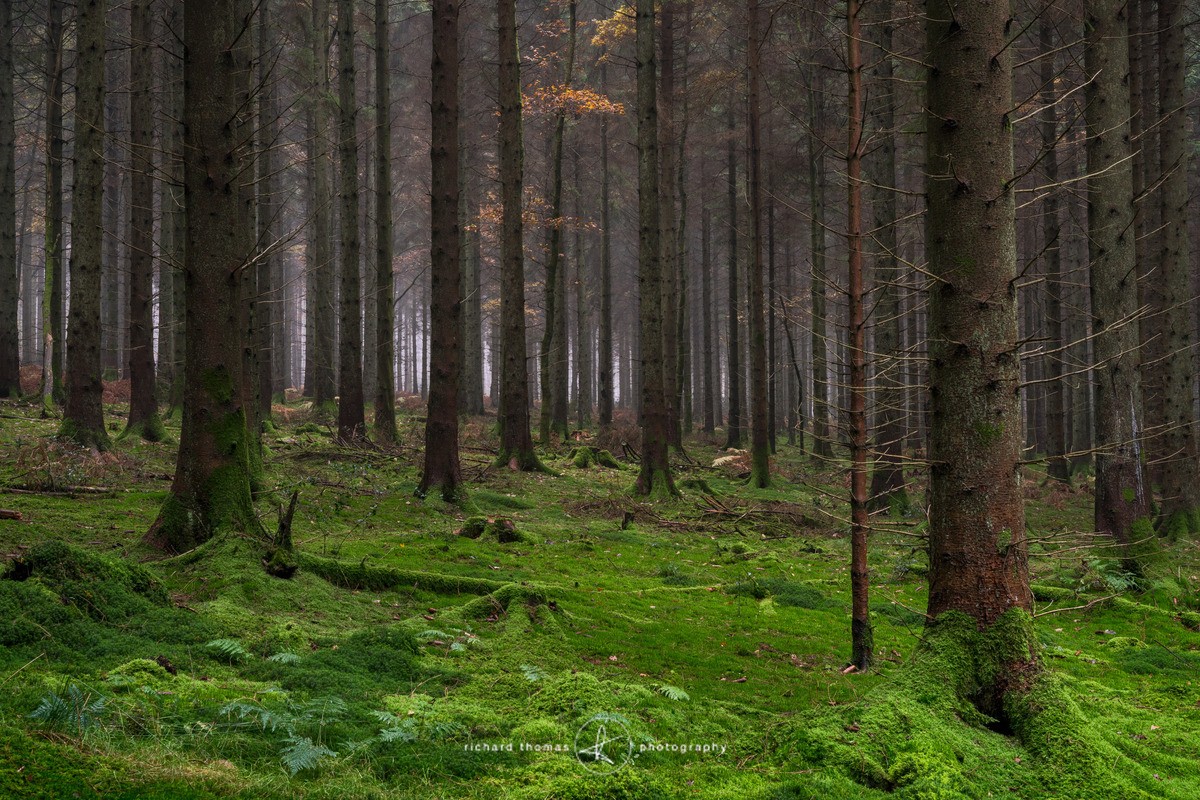 Pennies from Heaven - Woodland