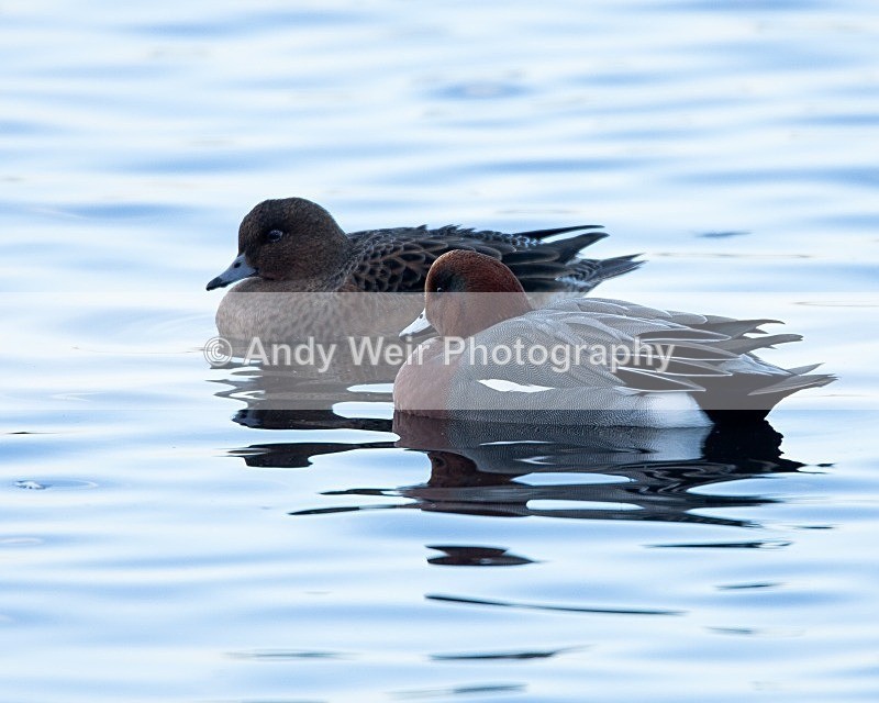 20081128-IMG_0743 012 - Wigeon