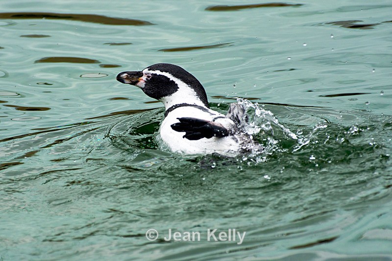 Humboldt Penguin - DSC_9371 - Birds