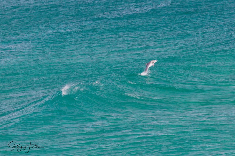 Dolphin Jump 3