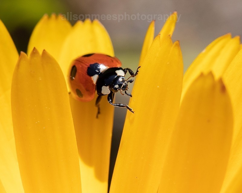  - Macro World
