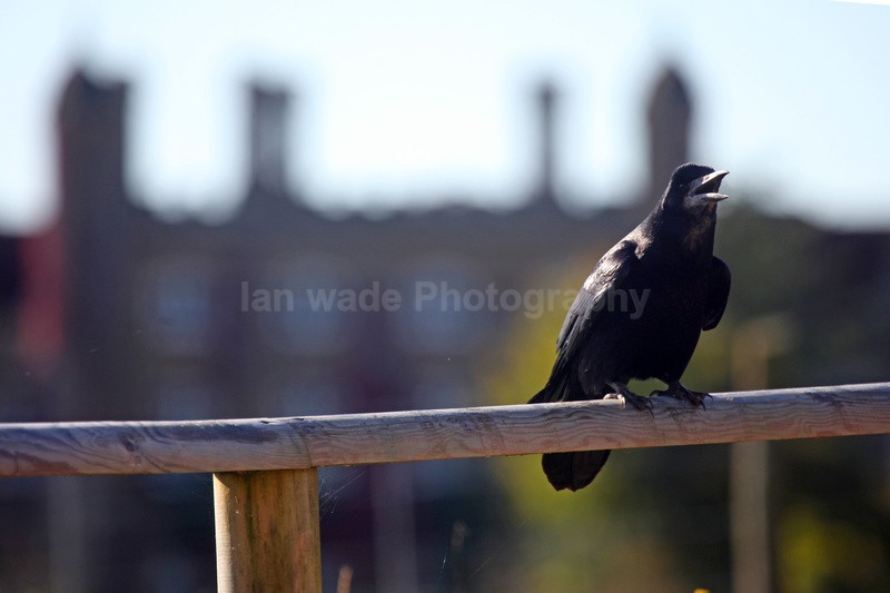 Rook sat on garden fence in Somerset_0084 - Birds, swans and gulls