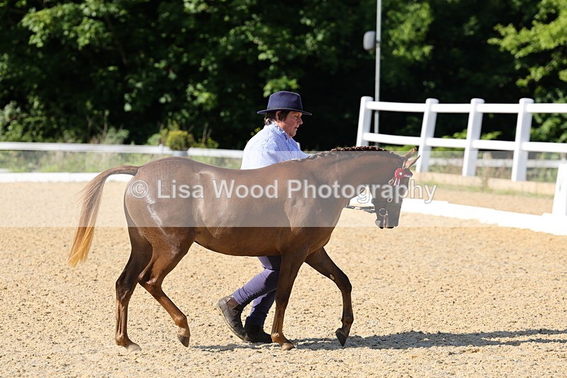 1X9A0625 - Class 3: Youngstock 1, 2, 3 year old not to exceed 153cm