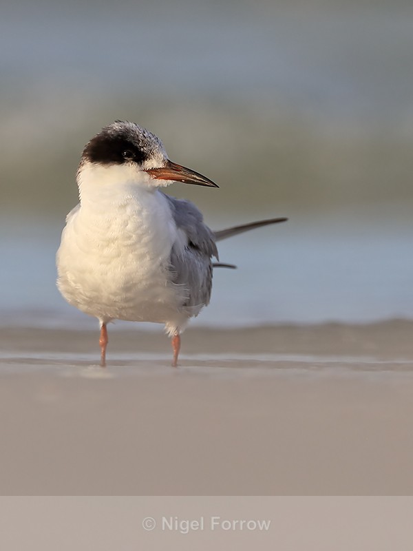 Forster's Tern close front view, Fort De Soto, Florida - Forster's Tern