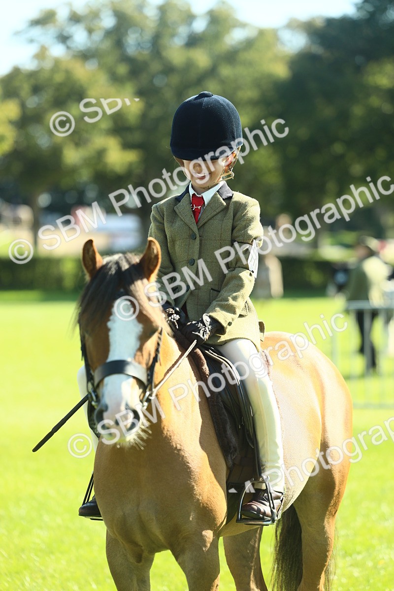 SBM_39059 - S29 - Novice & Newcomers Working Hunter Pony