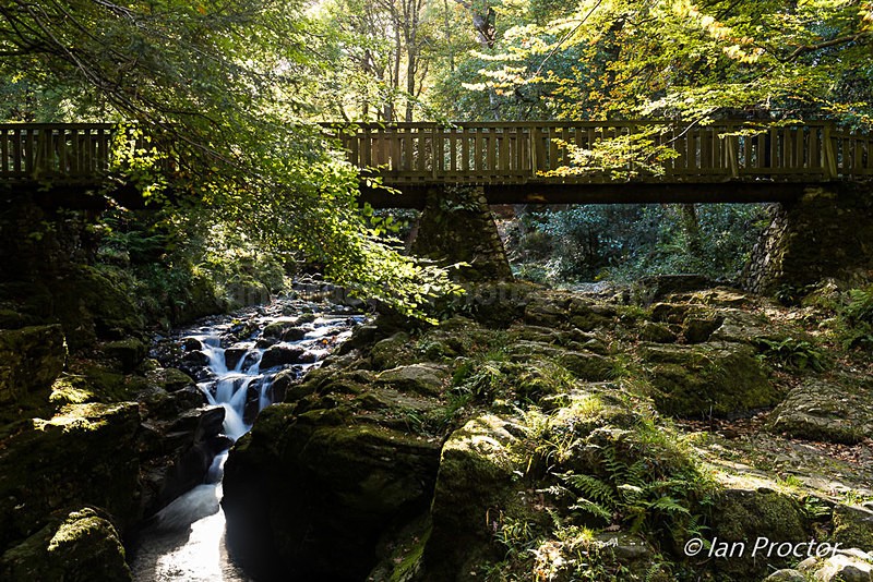 Sunlight and Shadow at the Wooden Bridge - County Down