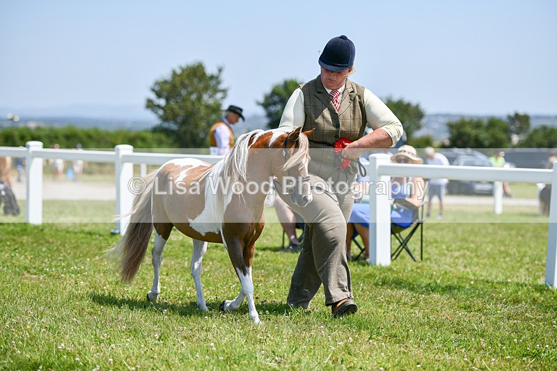 DSC_7248 - Miniature Horse Championship