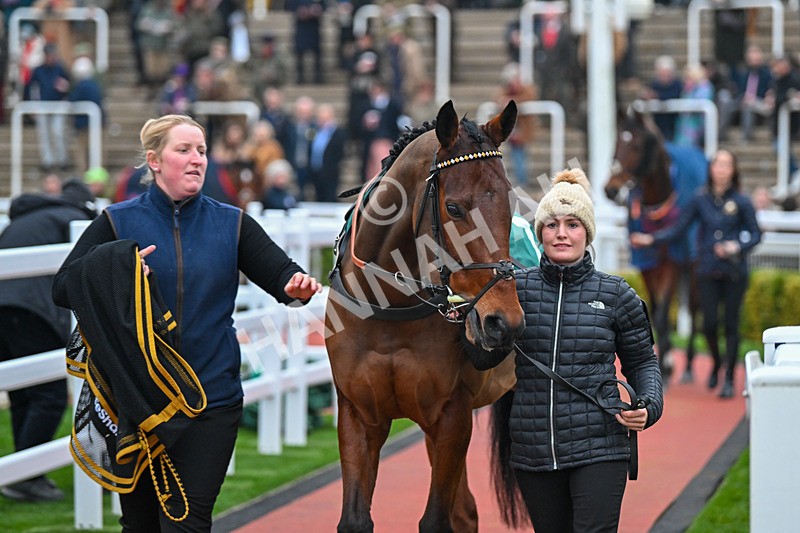 151124-Race 6-Paddock-Golden Maverick-8579 - Race 6