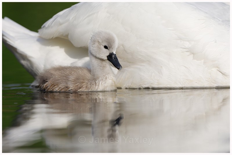 Mother and Child  - Latest Work