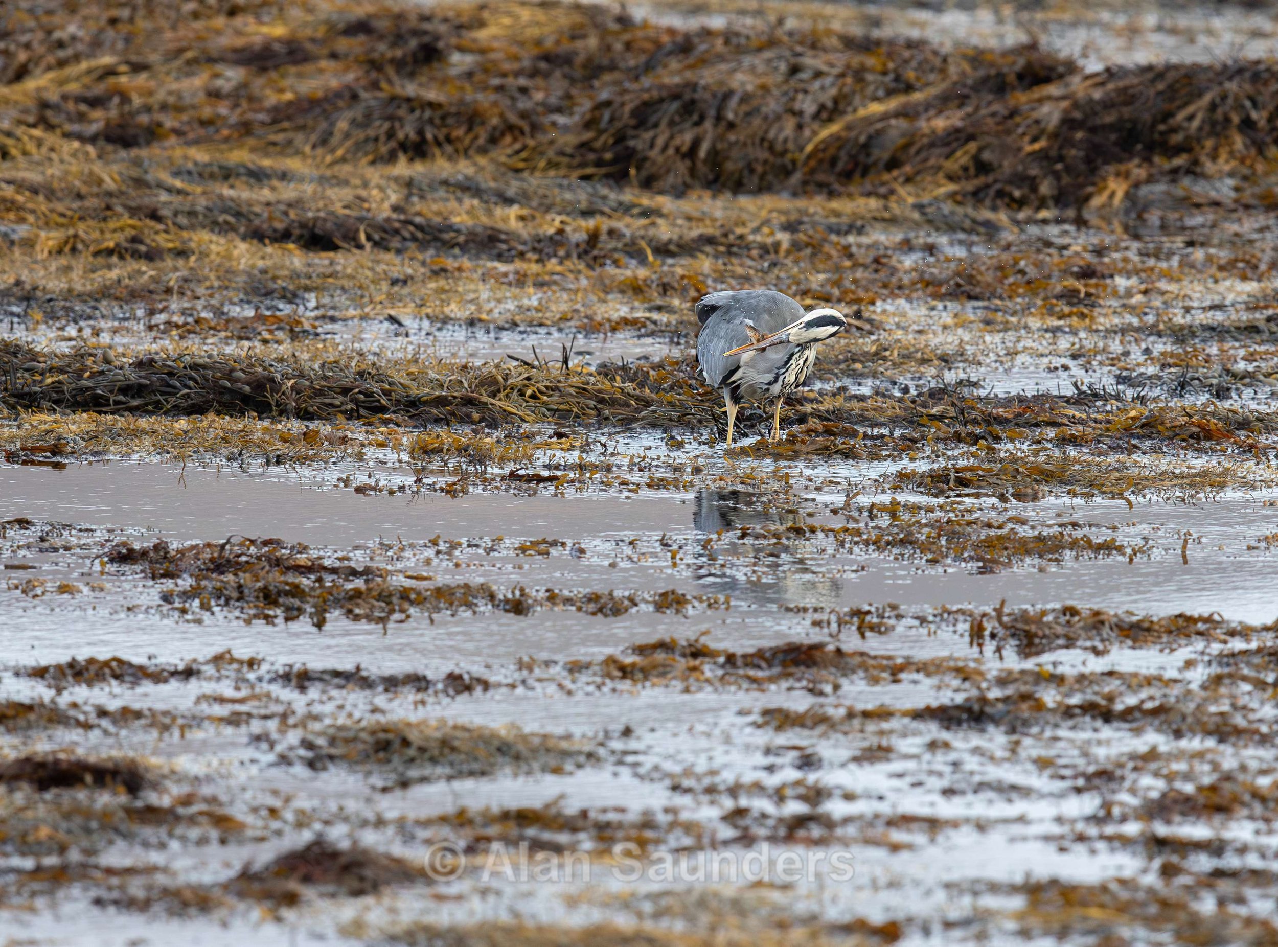 Grey Heron 11