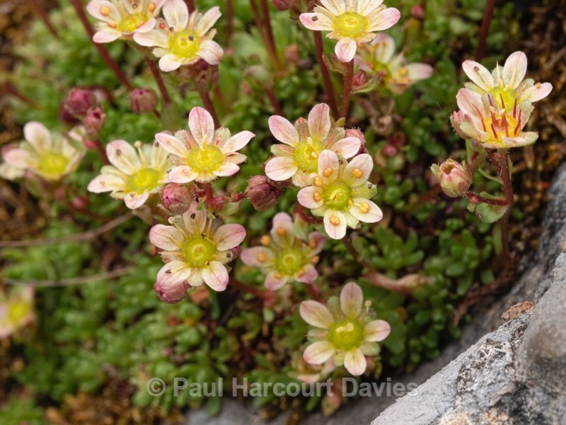 Musky saxifrage (Saxifraga exarata ssp moschata) - Wild Flowers