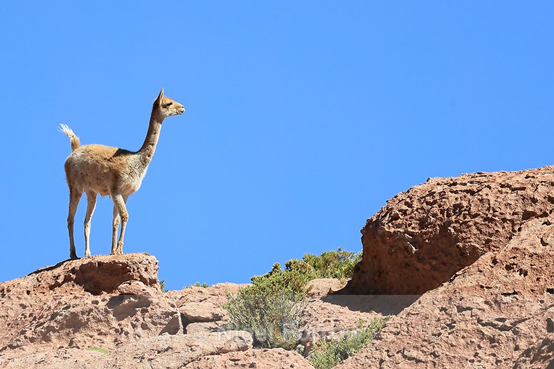 Vicuna standing on ridge, Chile - Vicuna