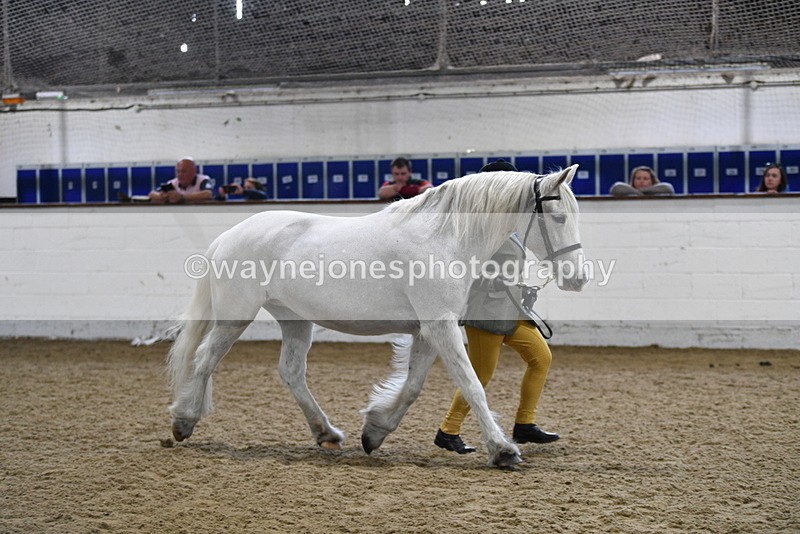 WJ5_4624 - Class 3 Part Bred In hand