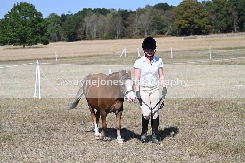 WJ7_1478 - Class 42 Most Handsome Gelding