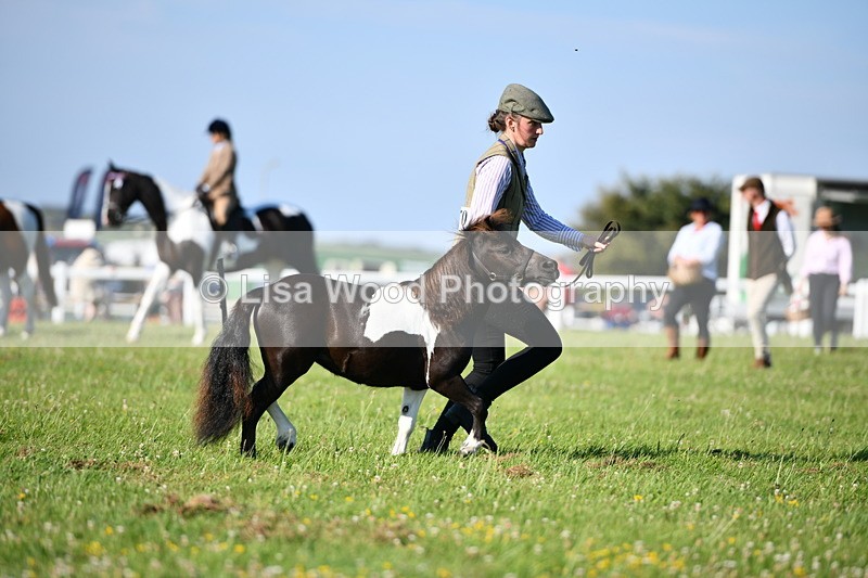 DSC_5532 - Class 49: NPS Shetland Youngstock