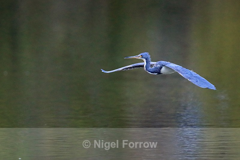 Tricolored Heron flying, Venice Rookery, Florida - Tricolored Heron