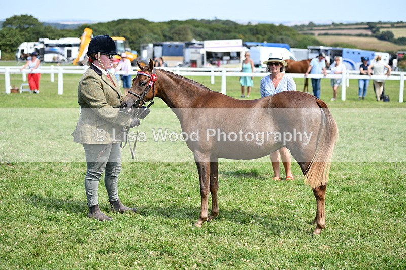 DSC_8325 - Class 68: Part Bred In Hand M & M