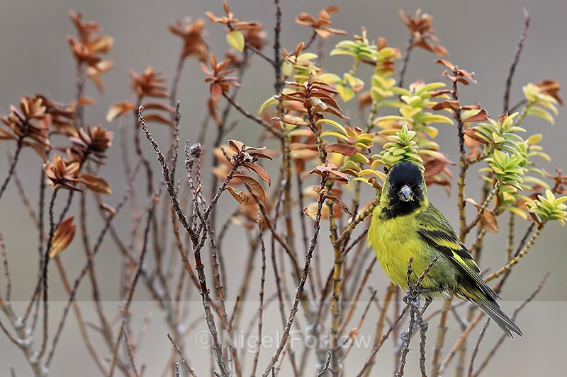 Black-chinned Siskin (male), Sea Lion Island, Falklands - Black-chinned Siskin