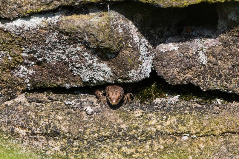 Common Lizard hiding in a wall.   ref 0239 - macro and nature.