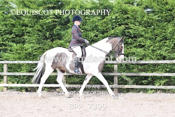 BPP_7390 - RING 1  (RIDDEN HORSES / IN HAND / VETERAN ETC)