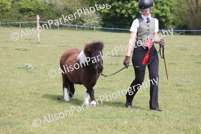 20260426-3243 - Class 26 - Shetland Ponies and Minitures