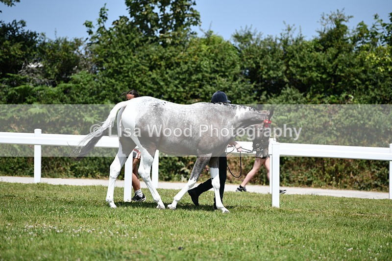 DSC_7458 - Class 63: Coloured Horse Youngstock