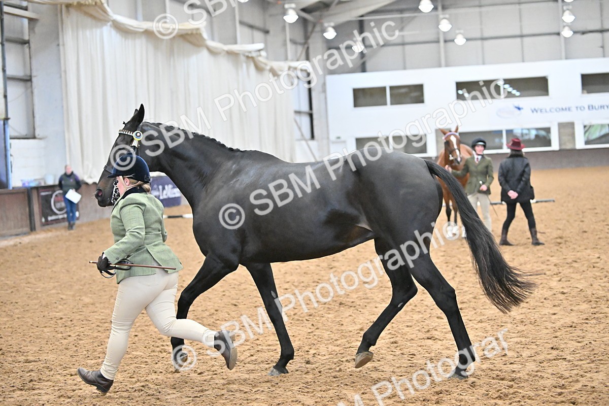 SBM_000147 - Class 6 - BSHA In Hand Racehorse to Show Horse