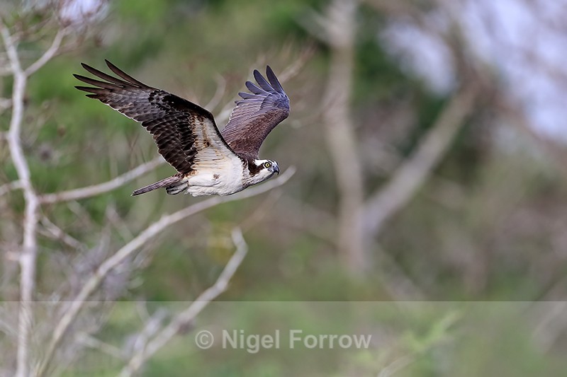 Osprey in flight wings up, Blue Cypress Lake, Florida - Osprey