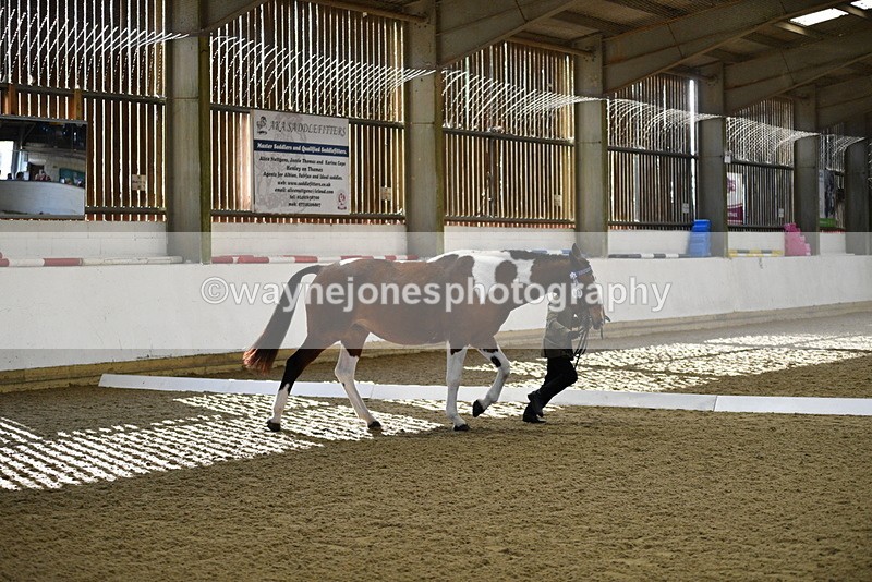 WJ5_3837 - Class 5 In Hand Veterans