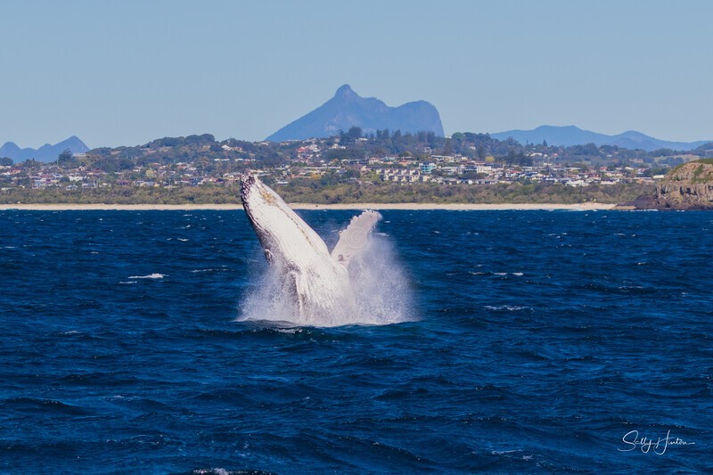 0A3A4287. Breach with Mt Warning 4 - 2023 Whale Photos