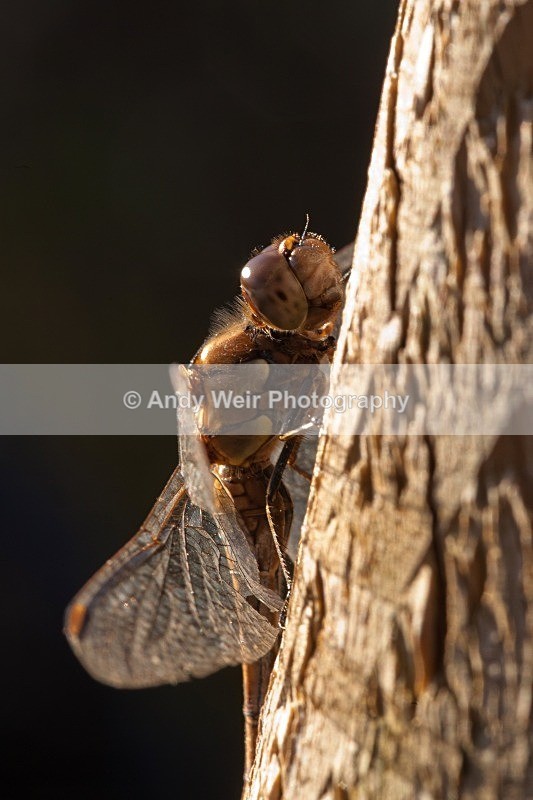 20111106-_MG_7408-2 - Dragonflies & Damselflies