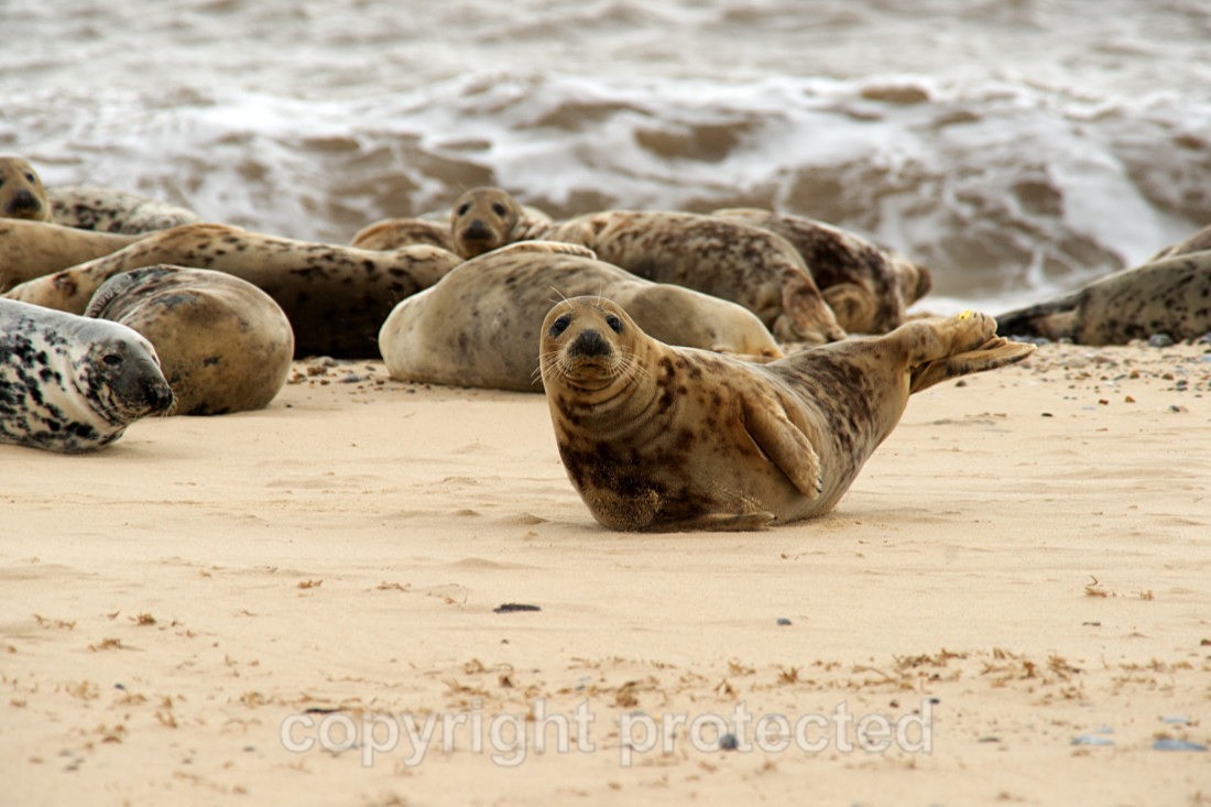 Grey Seals During The Moult - Norfolk