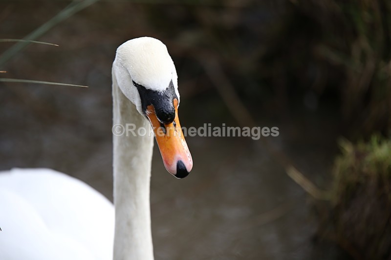  - Wildlife