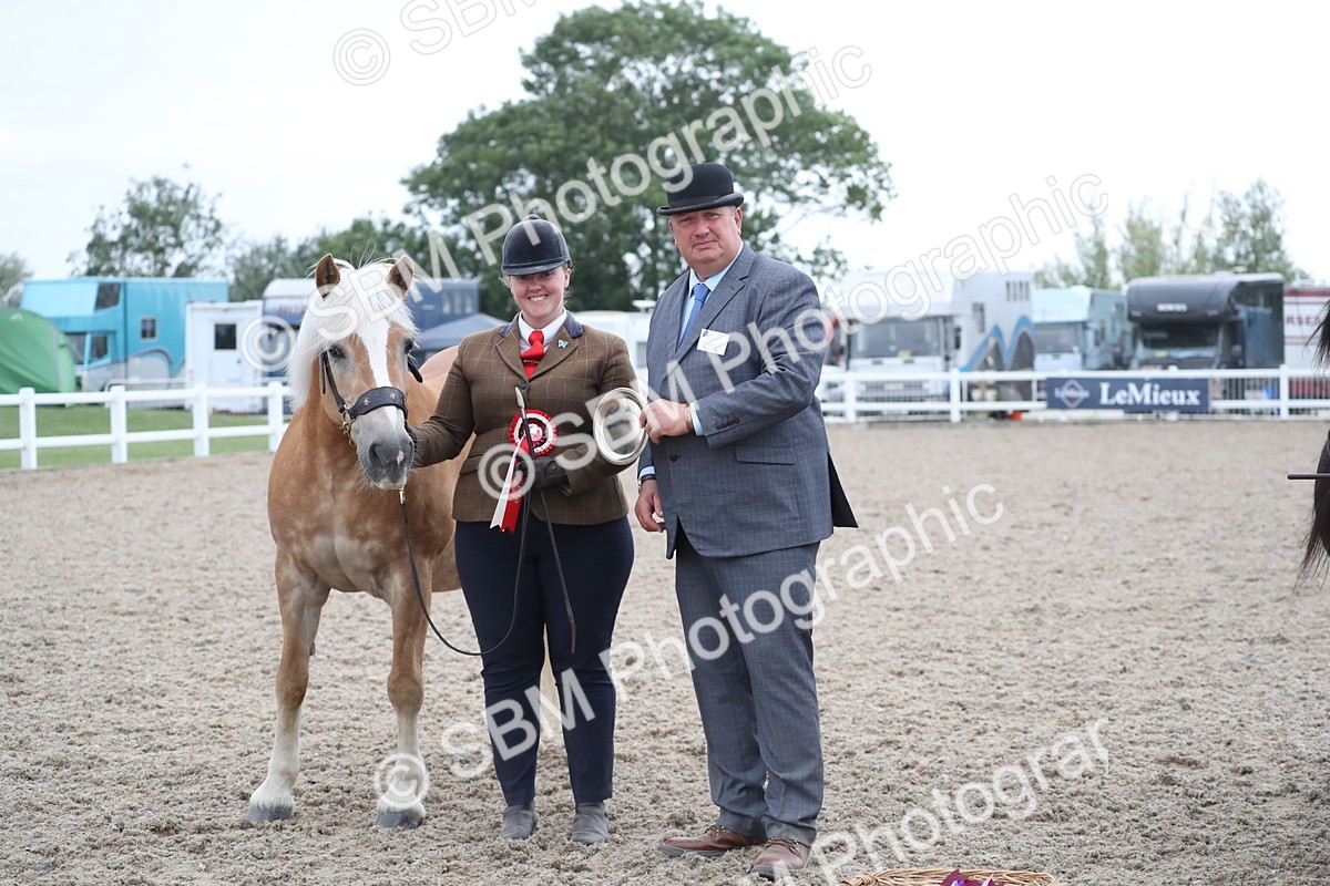 SBM_18000 - Class 317 IH Pure bred Horse/Pony