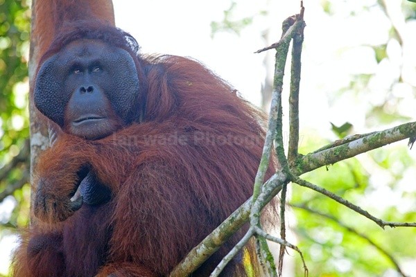 Wild orangutan (Pongo) Borneo_004 - Boreno
