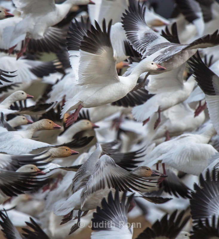 Snow Geese in flight - Backyard Birds of the Pacific Northwest